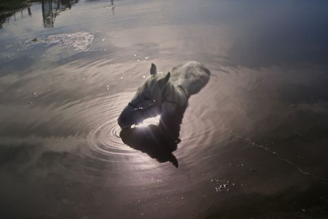 Filmstill aus AFTER DREAMING von Christine Haroutounian. Das Bild zeigt ein weißes Pferd in einem Gewässer.