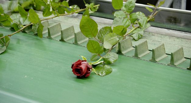 Still aus dem Film „Une fleur à la bouche“ von Éric Baudelaire. Eine Rose liegt auf einem Fließband.