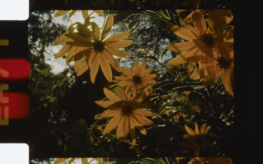 Zu sehen ist ein 35mm-Filmstreifen mit der Perforation auf einer Seite. Auf dem Filmbild gelbe Blumen, aufgenommen im Sonnenlicht.