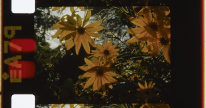 A 35mm film strip with perforations on one side can be seen. The film image shows yellow flowers photographed in sunlight.