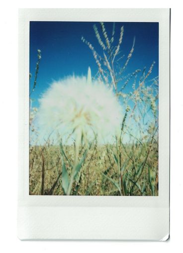 Polaroid close-up of a white dandelion in front of a field and blue sky.