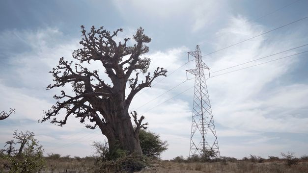 Still from the film "AI: African Intelligence" by Manthia Diawara. A tree and an electric tower in front of a lightly clouded sky.