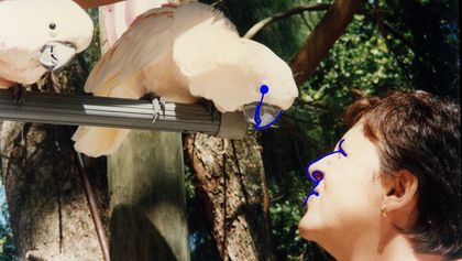 Eine Fotografie einer Frau, die zwei Toukane auf einer Stange aus der Nähe betrachtet, einer lehnt sich ihr entgegen. Abstrakte blaue Linien umranden Auge, Nase und Umriss der Frau und des Vogels.