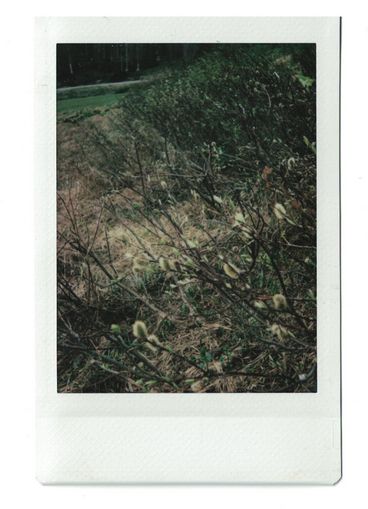 Polaroid of pussy willows with grass and bushes in the background.