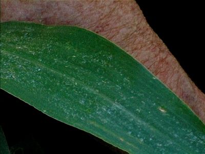Filmstill aus „Terra que marca (Striking Land)“ von Raul Domingues. Eine Detailaufnahme eines Blattes und eines Männerarms. Eine abstrakte Komposition von diagonalen Flächen in Grün und Beige. 