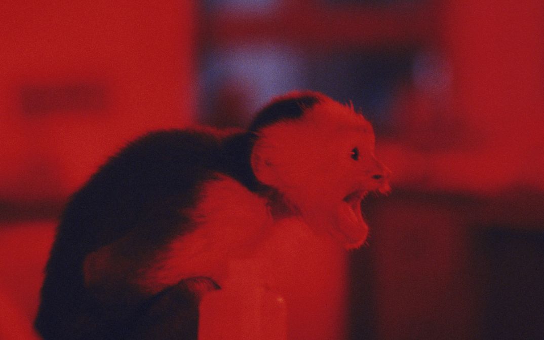 Film still from MONKEY SHINES: A little monkey opening its mouth.