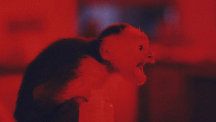 Film still from MONKEY SHINES: A little monkey opening its mouth. 