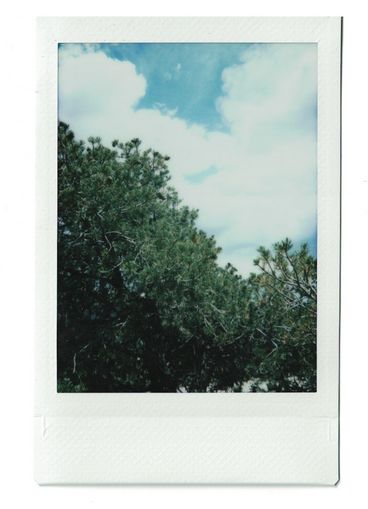 Polaroid of green tree tops, set against a white clouds and a blue sky.