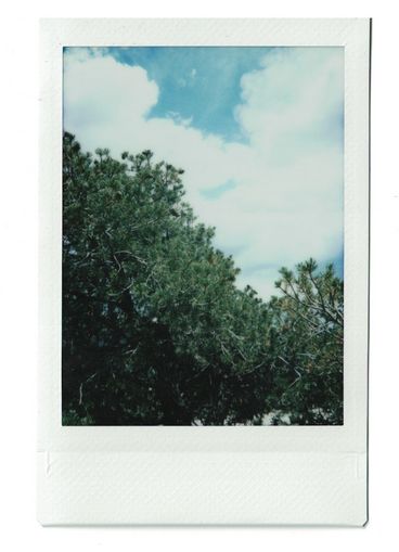 Polaroid grüner Baumwipfel gegen weiße Wolken und blauem Himmel.