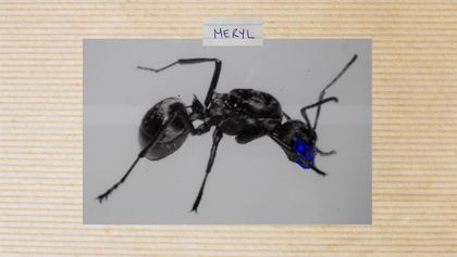 Ein Foto einer Ameise, über der mit blauem Stift der Name Meryl geschrieben steht. Auf dem Gesicht der Ameise sehen wir blaue Linien, die eine Gesichtserkennungssoftware nachahmen. 
