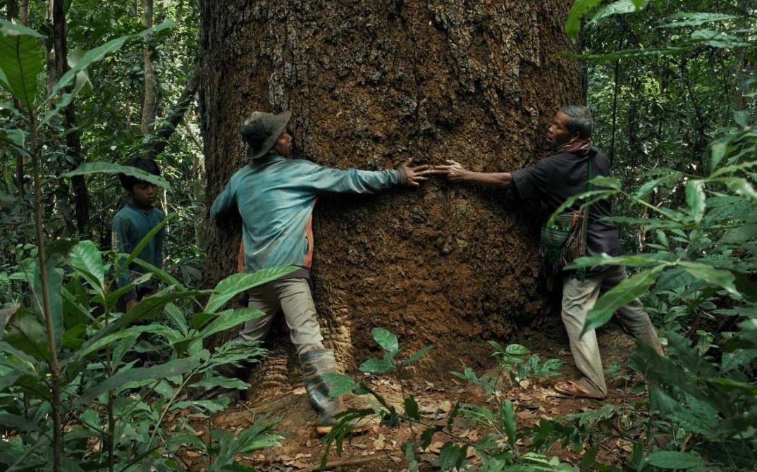 Drei Personen stehen im dichten Wald und umarmen gemeinsam den Stamm eines sehr großen Baumes.