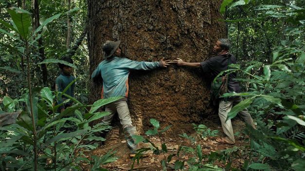 Drei Personen stehen im dichten Wald und umarmen gemeinsam den Stamm eines sehr großen Baumes.