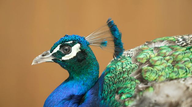 Still from the film "Jail Bird in a Peacock Chair" by James Gregory Atkinson. You can see the head of a peacock.