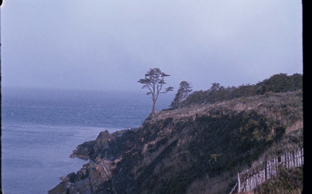 Film still from Ana Vaz’s film “A árvore”. A tree on a cliff in the center, the sea on its left side, the coast on its rigth.
