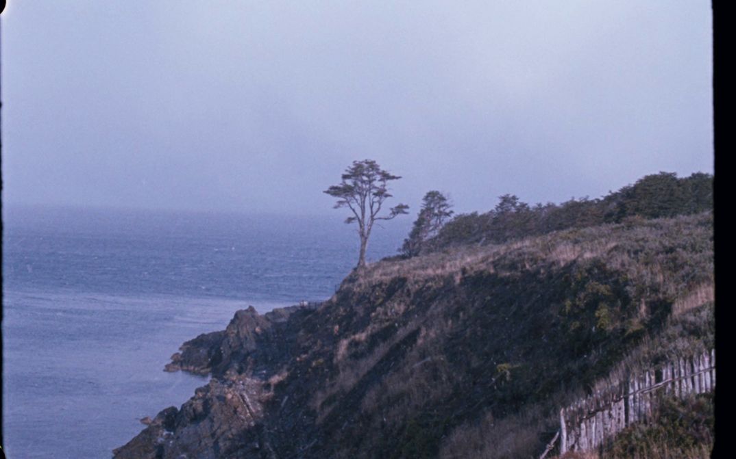 Filmstill aus dem Film „A árvore“ von Ana Vaz. In der Mitte des Bilds steht ein Baum auf einer Klippe. Zu seiner Linken das Meer, zu seiner Rechten die Küste.