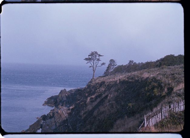 Film still from Ana Vaz’s film “A árvore”. A tree on a cliff in the center, the sea on its left side, the coast on its rigth.