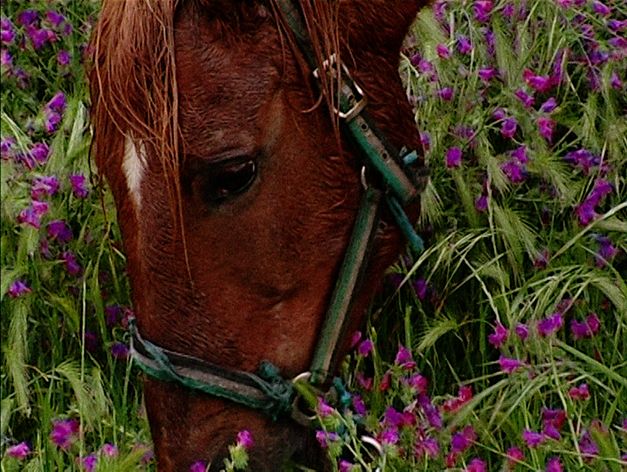 Filmstill aus „Terra que marca (Striking Land)“ von Raul Domingues. Eine Großaufnahme des Kopfes eines Pferdes, wie es auf einer Blumenwiese mit violetten Blumen grast. 