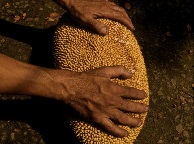 Film still from Felipe M. Bragança’s film “Zizi (ou oração da jaca fabulosa)”. In close-up, the camera captures two hands resting on a fruit lying on the ground.