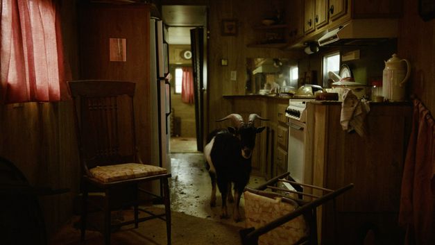 Film still from "The Human Hibernation" by Anna Cornudella Castro. It shows a goat in a kitchen. In front of the goat is an overturned chair. There is dirt on the floor. 