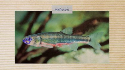 Ein Foto eines Fischs, über dem der Name Napoléon geschrieben steht. Auf dem Gesicht des Fisches sehen wir blaue Linien, die eine Gesichtserkennungssoftware nachahmen. 