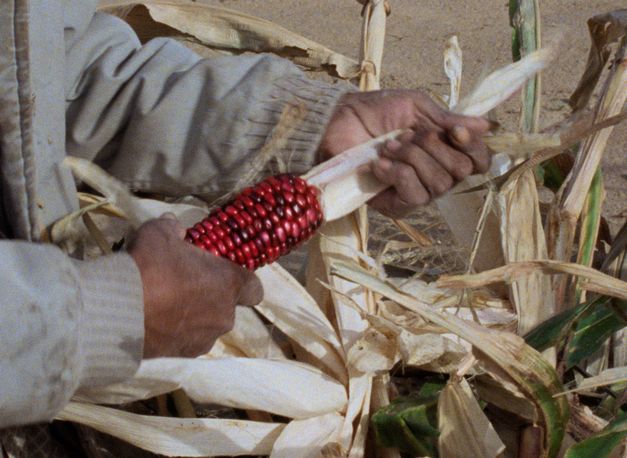 Filmstill aus "Techqua Ikachi, Land – mein Leben" von Anka Schmid, James Danaqyumptewa und Agnes Barmettler. Zu sehen ist eine Nahaufnahme der Hände einer Person, die einen Maiskolben abzieht. 