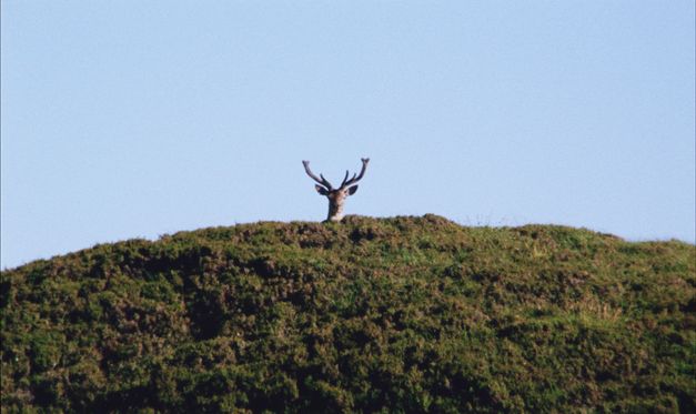 Himmel, ein Hüfel hinter dem ein Hirsch hervorschaut