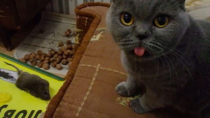 Film still from MA: A cat sits on a sofa and looks into the camera.